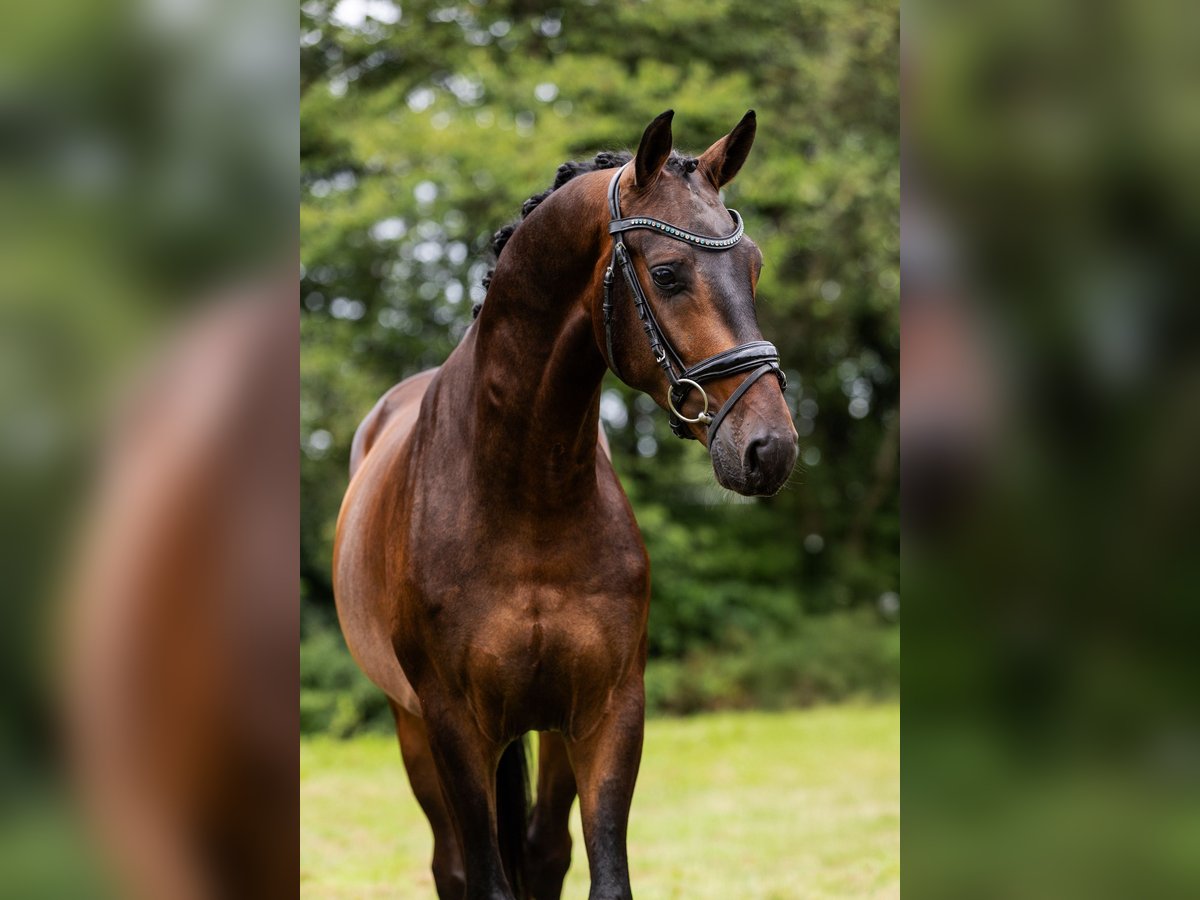 KWPN Ruin 3 Jaar 165 cm Donkerbruin in Krimpen aan den IJssel