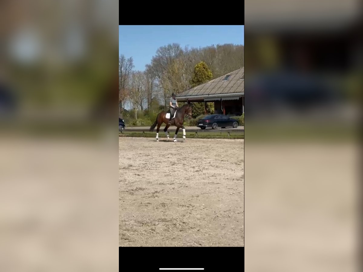 KWPN Ruin 3 Jaar 168 cm Bruin in Beuningen Gld