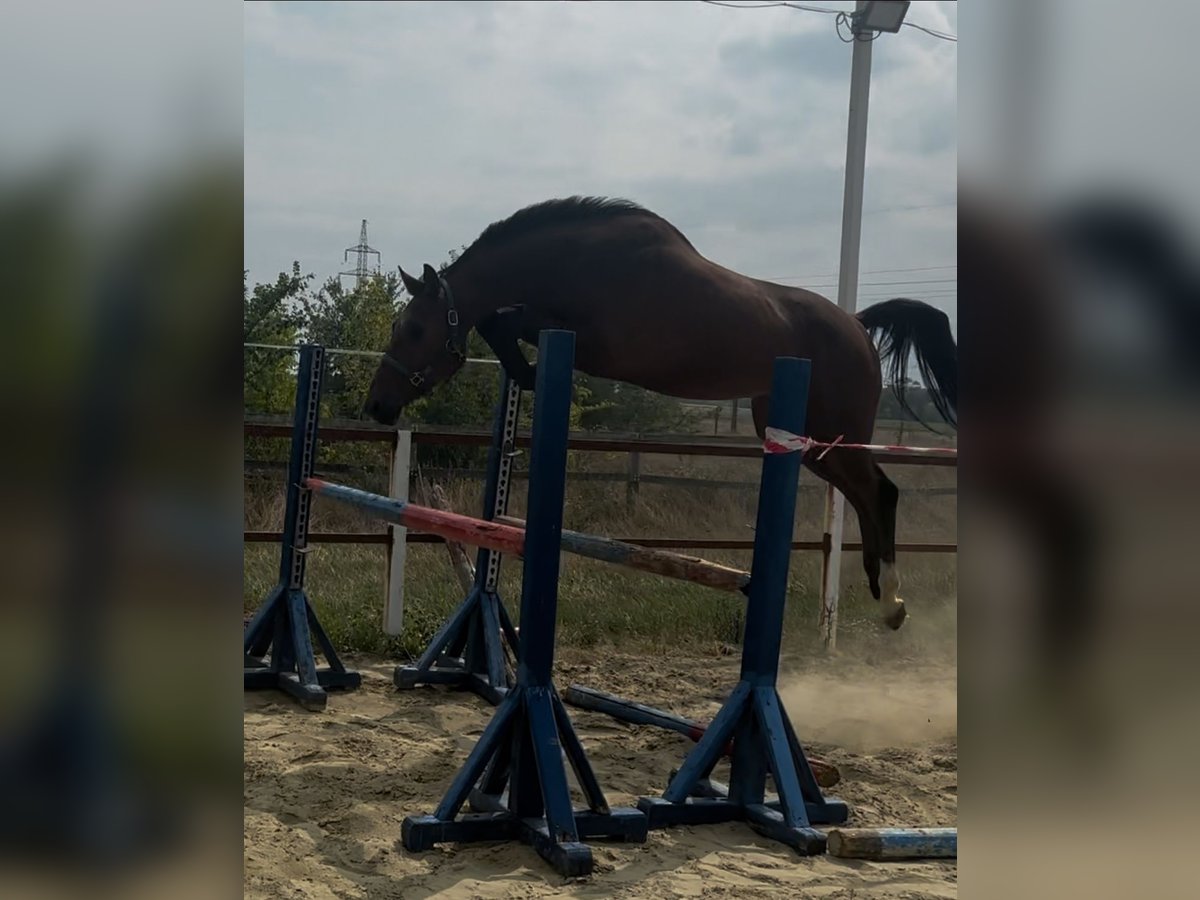 KWPN Ruin 3 Jaar 169 cm Bruin in Murska Soboda