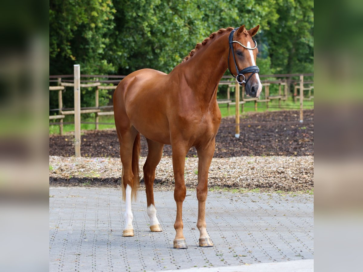 KWPN Ruin 3 Jaar 170 cm Vos in Lienen