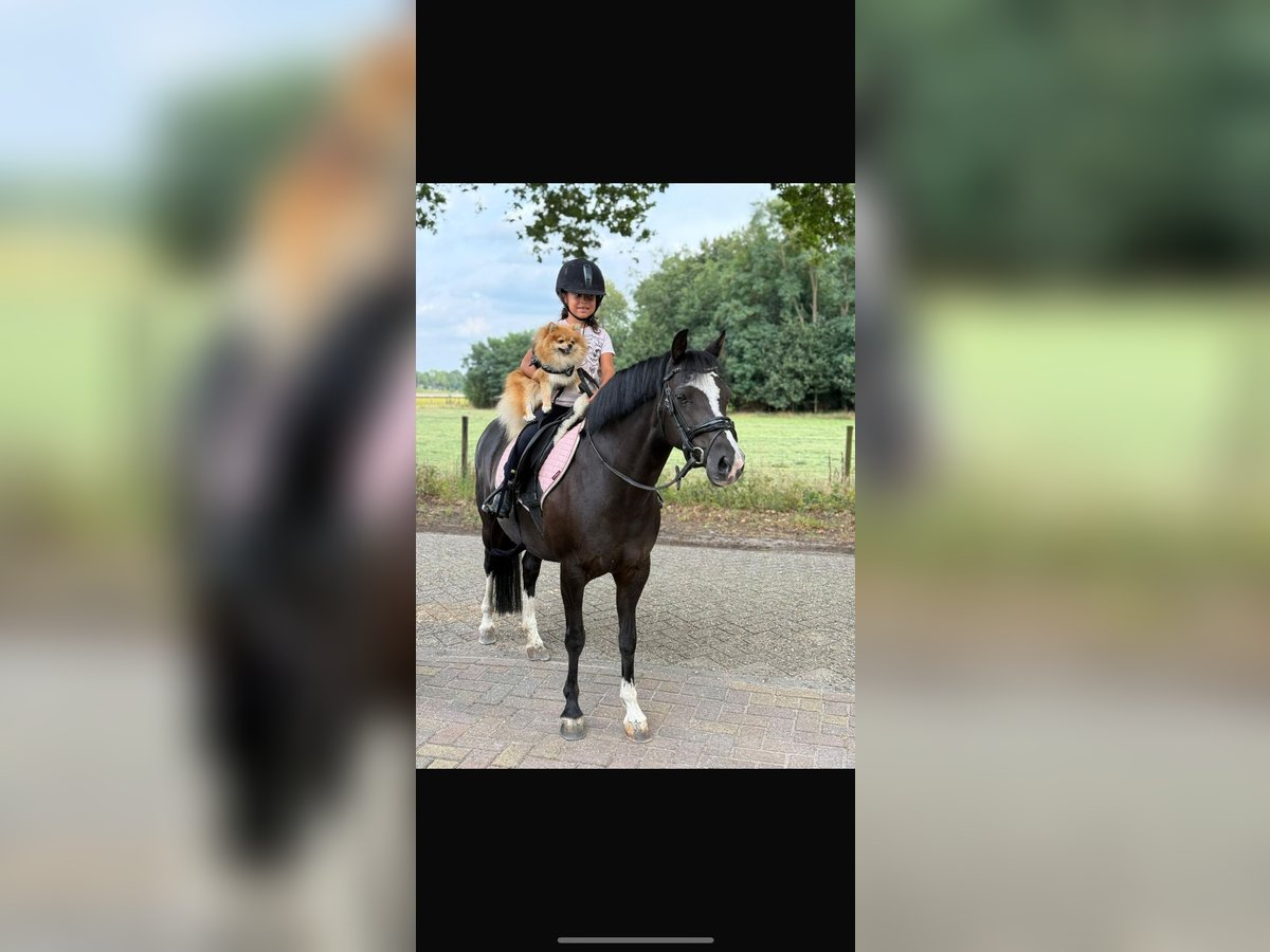 KWPN Ruin 3 Jaar Bruin in Augustinusga