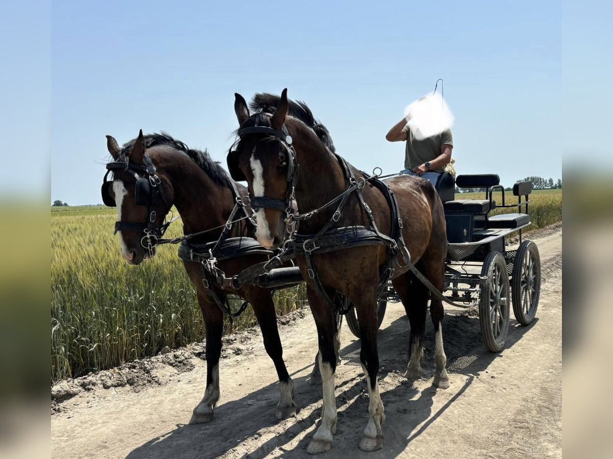 KWPN Ruin 4 Jaar 163 cm Roodbruin in Tass