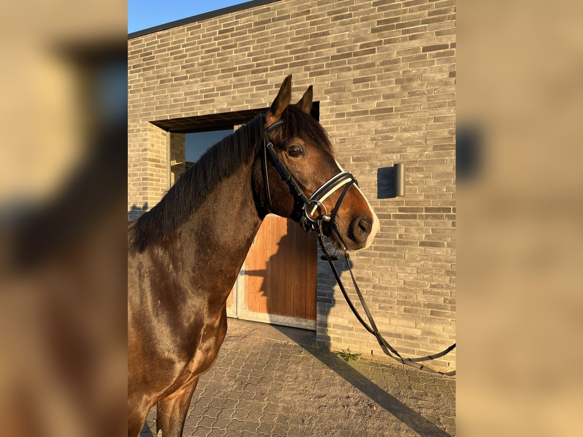 KWPN Ruin 4 Jaar 164 cm Donkerbruin in Cadier en keer