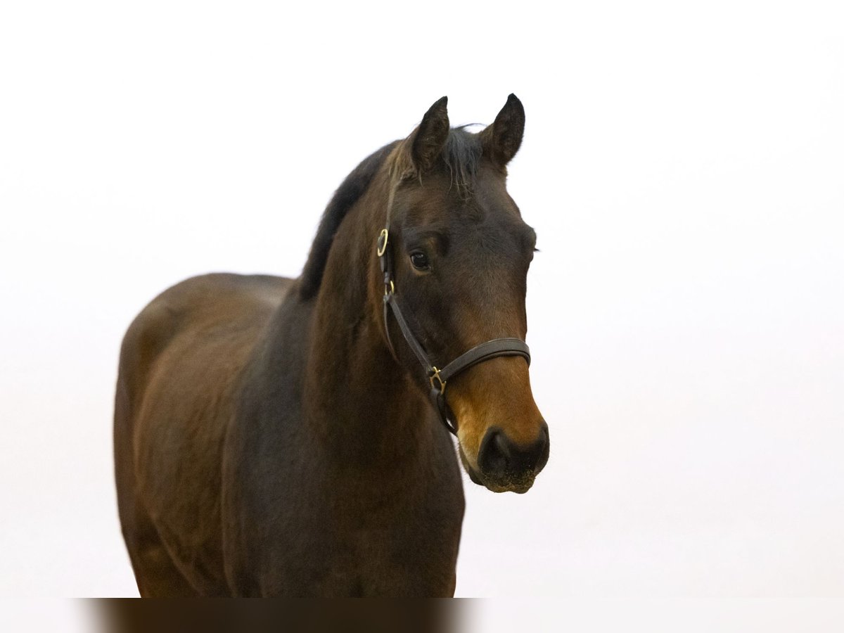 KWPN Ruin 4 Jaar 165 cm Bruin in Waddinxveen