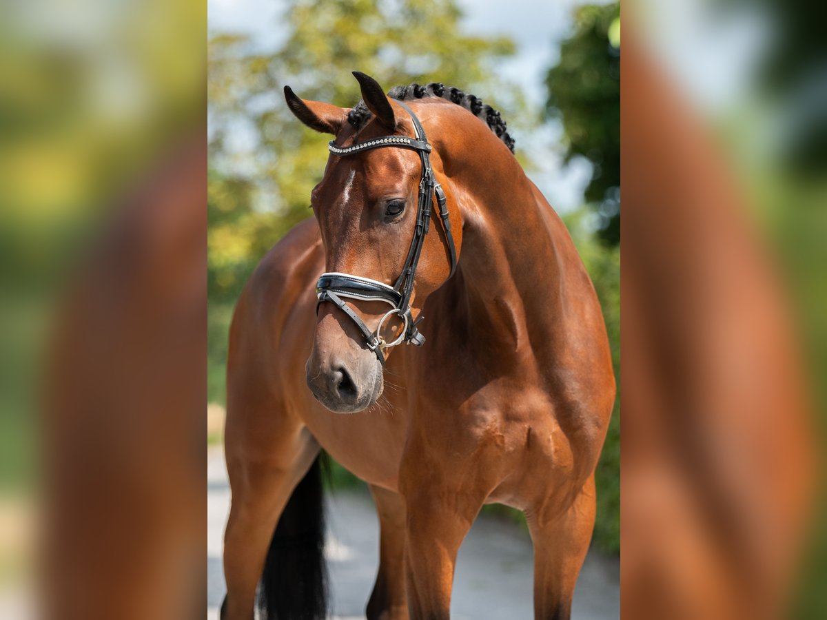 KWPN Ruin 4 Jaar 165 cm Roodbruin in Weert