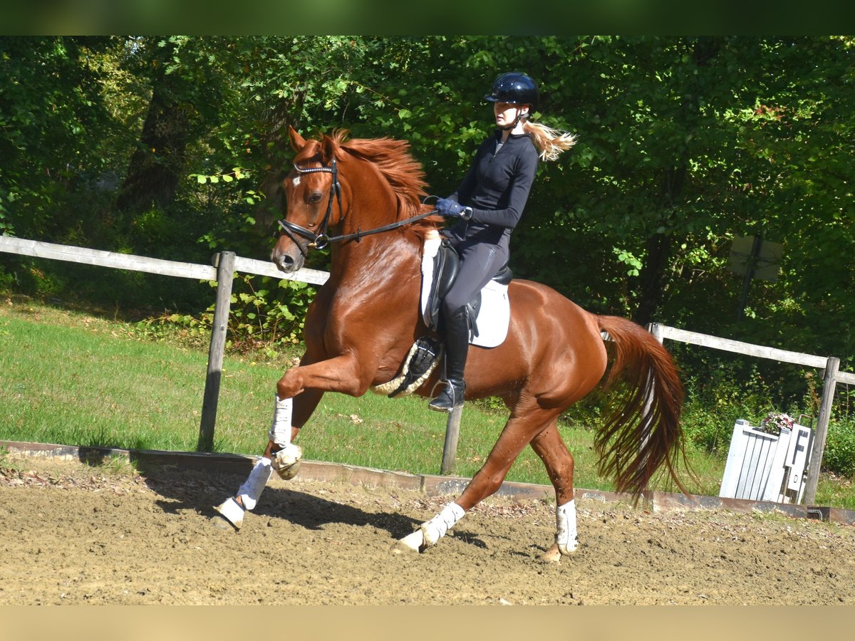KWPN Ruin 4 Jaar 166 cm Vos in Neuss