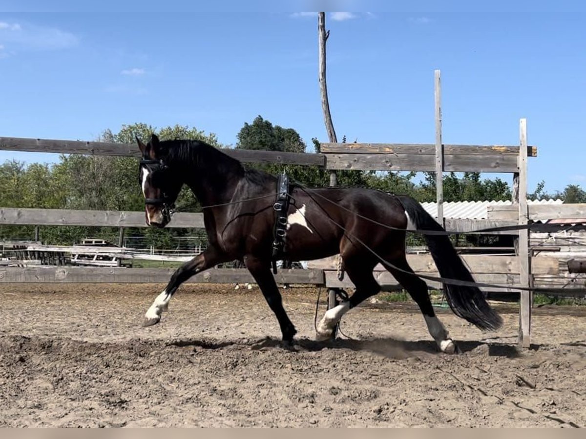KWPN Ruin 4 Jaar 167 cm Bruin in Szatymaz