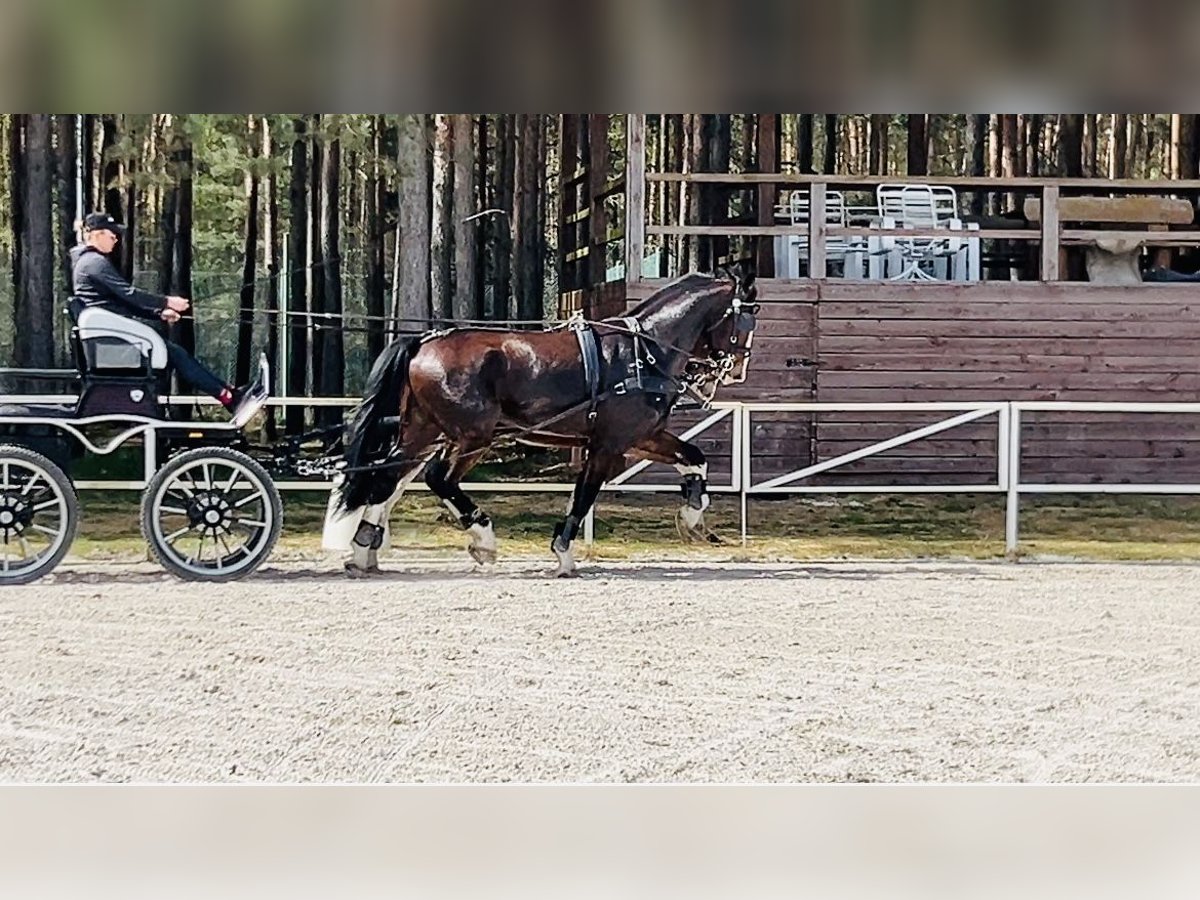 KWPN Ruin 4 Jaar 168 cm Bruin in Łąck