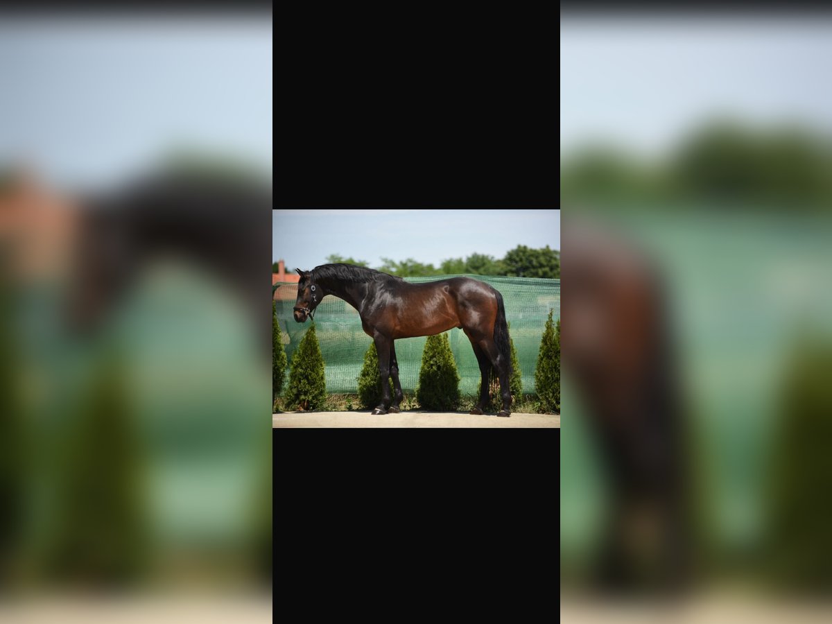 KWPN Ruin 4 Jaar 168 cm Donkerbruin in Abstatt