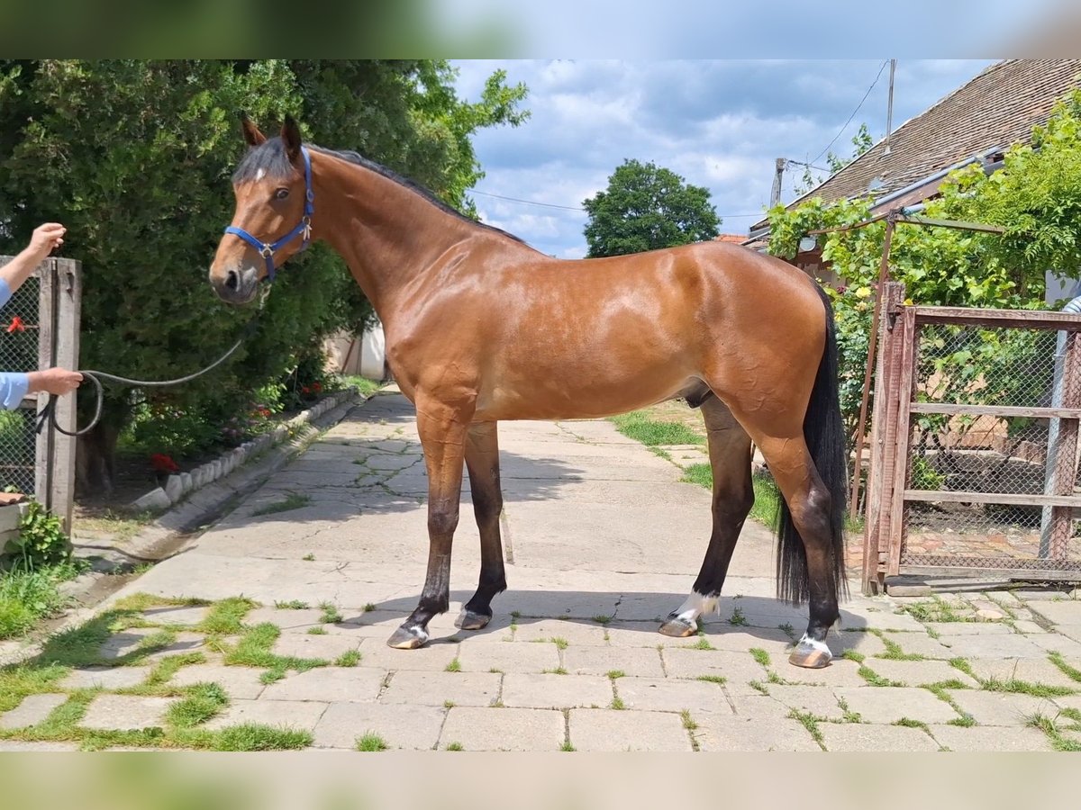 KWPN Ruin 4 Jaar 172 cm Bruin in B&#xE9;k&#xE9;scsaba
