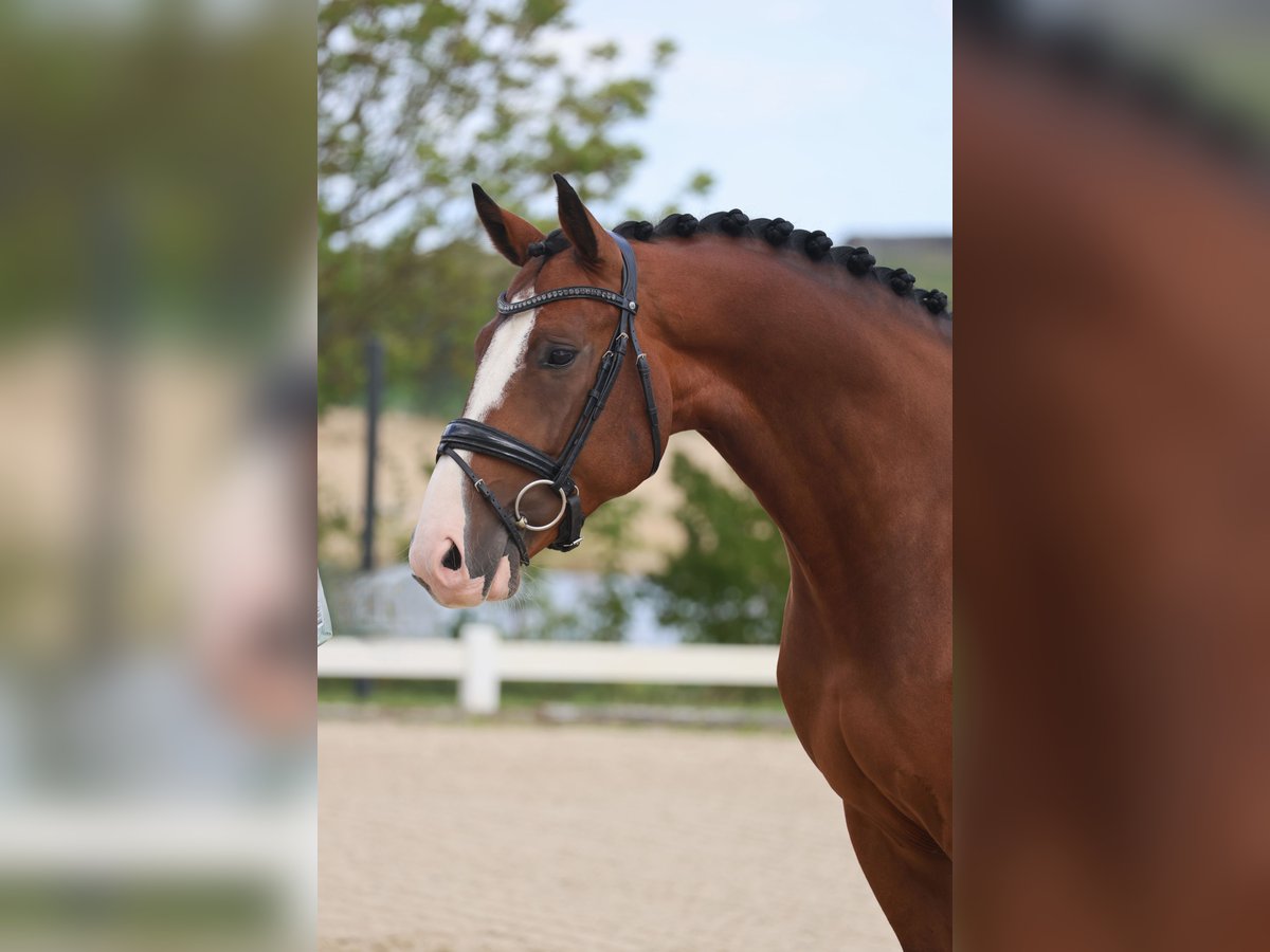 KWPN Ruin 5 Jaar 164 cm Donkerbruin in Beuningen Gld