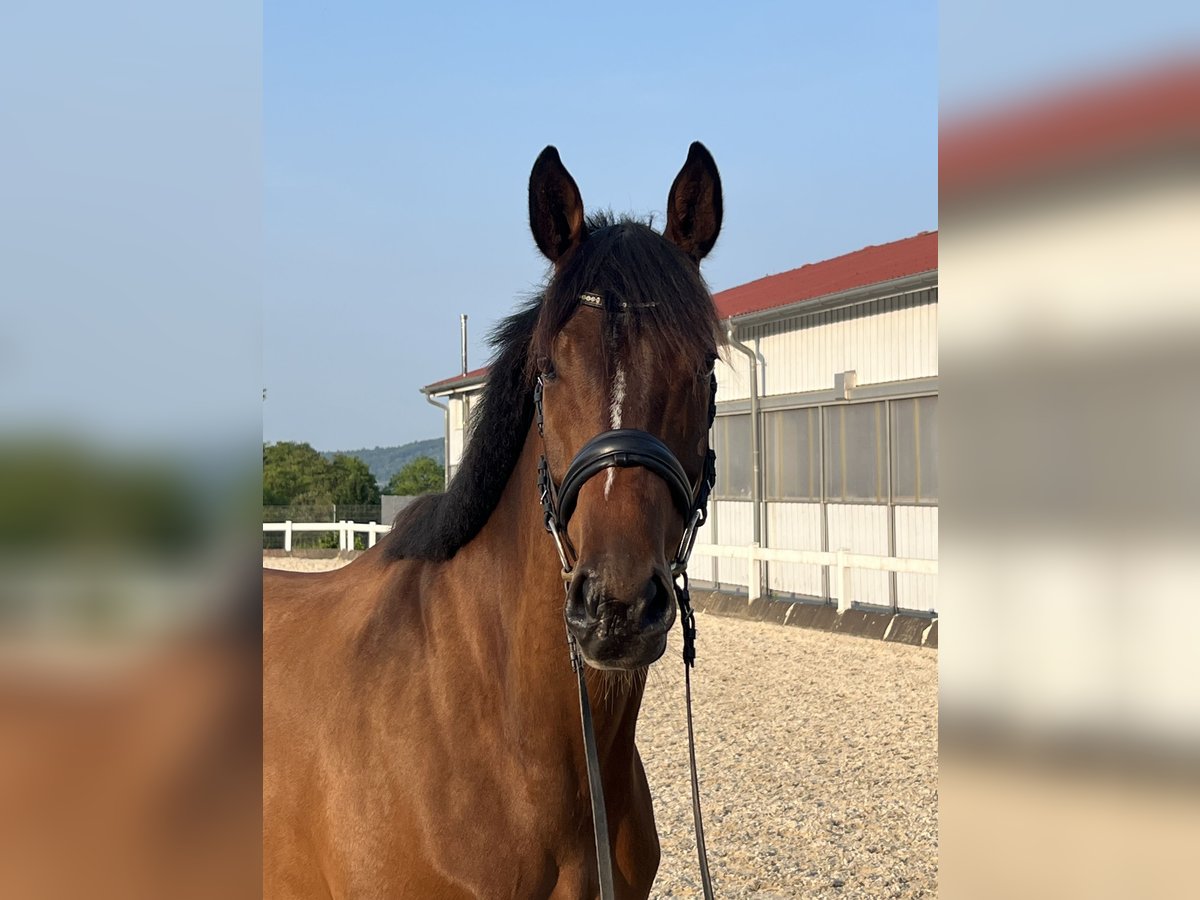 KWPN Ruin 5 Jaar 168 cm Bruin in Metzingen