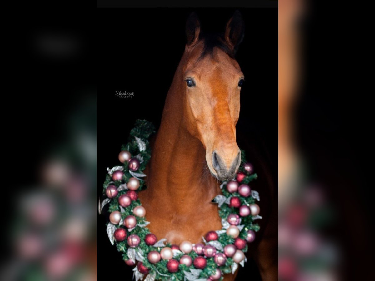 KWPN Ruin 5 Jaar 171 cm Bruin in Starnmeer