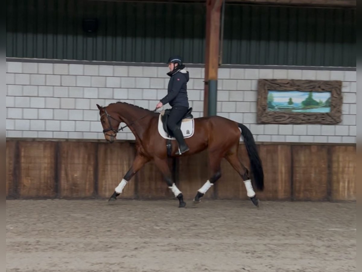 KWPN Ruin 5 Jaar 172 cm Bruin in Oud Gastel