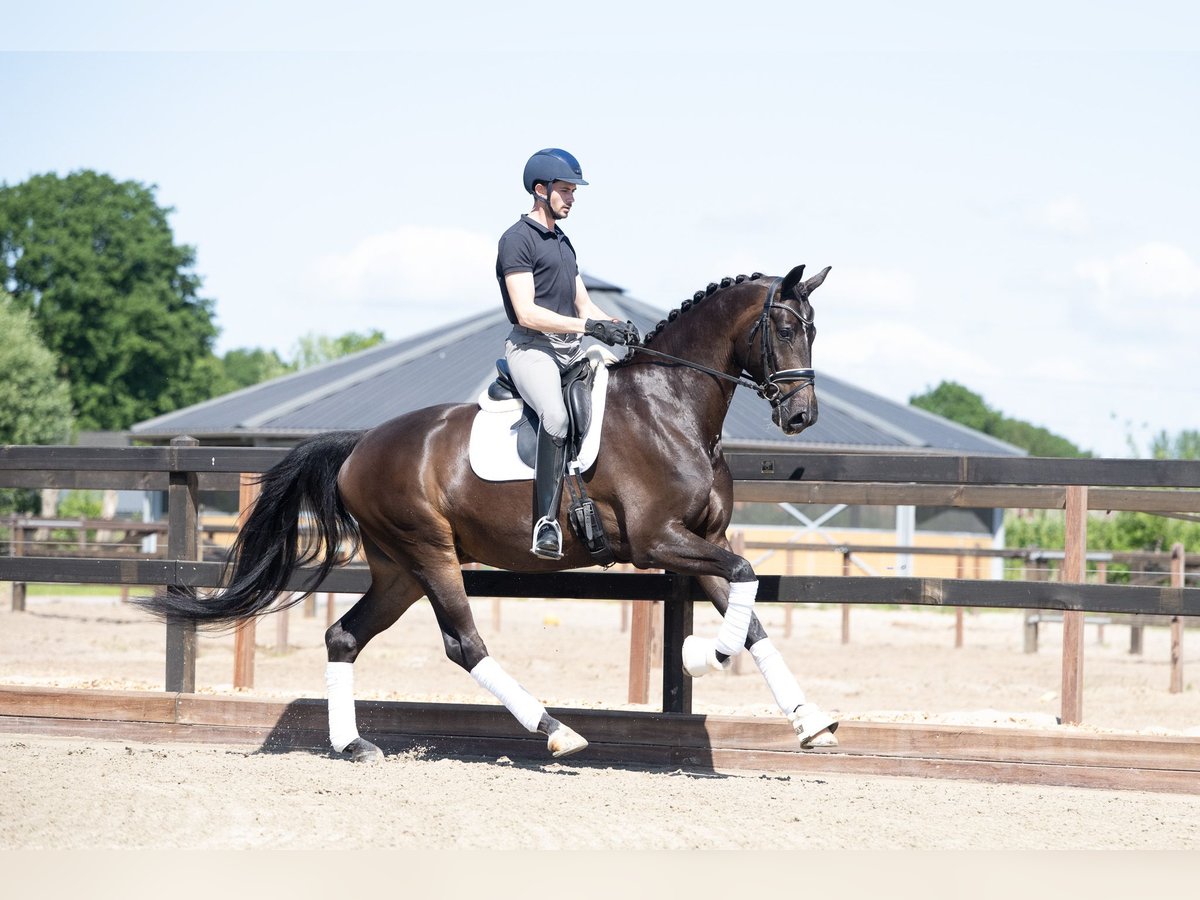 KWPN Ruin 5 Jaar 172 cm Donkerbruin in Lunteren