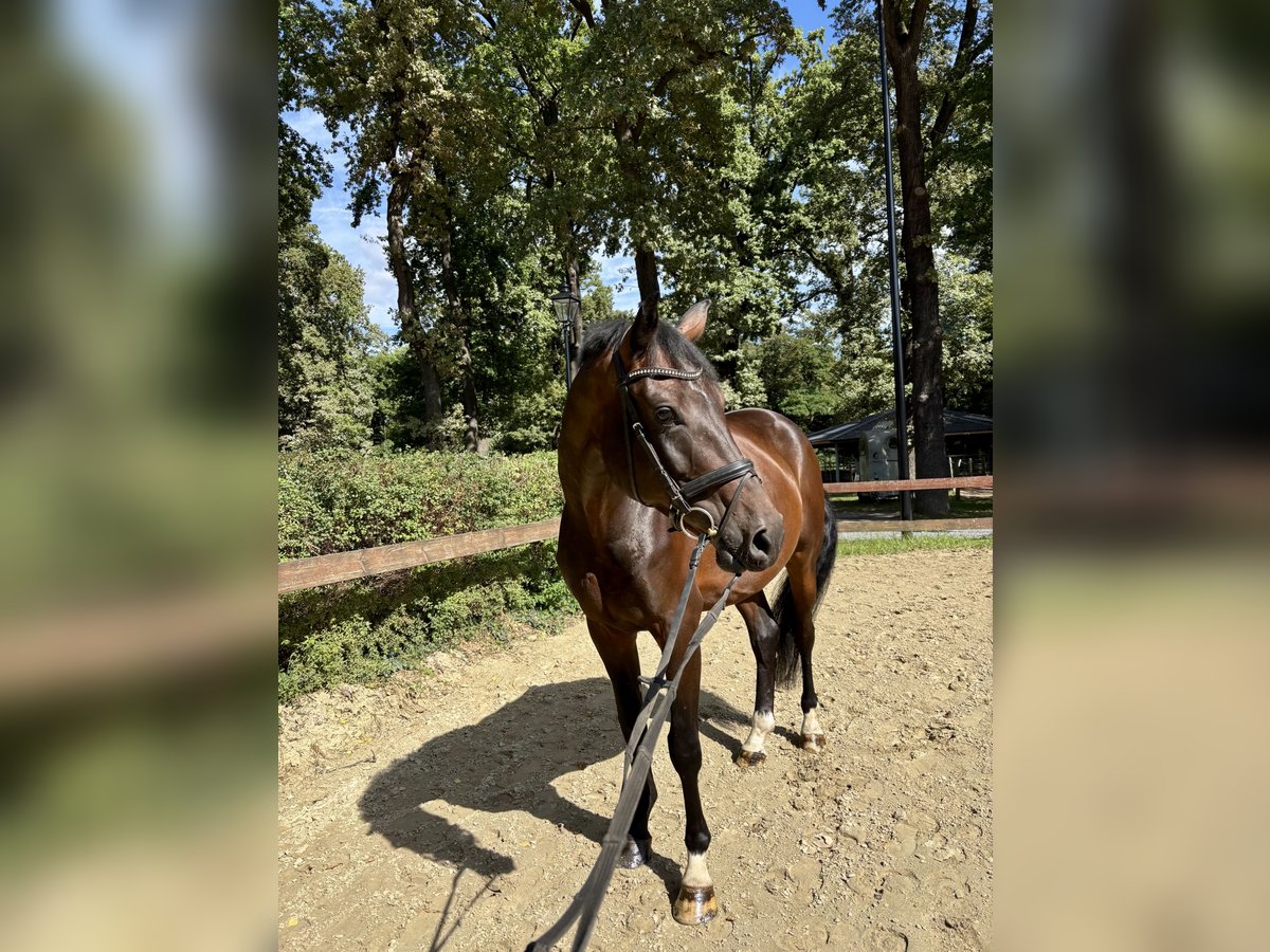 KWPN Ruin 5 Jaar 176 cm Donkerbruin in K&#xF6;ln