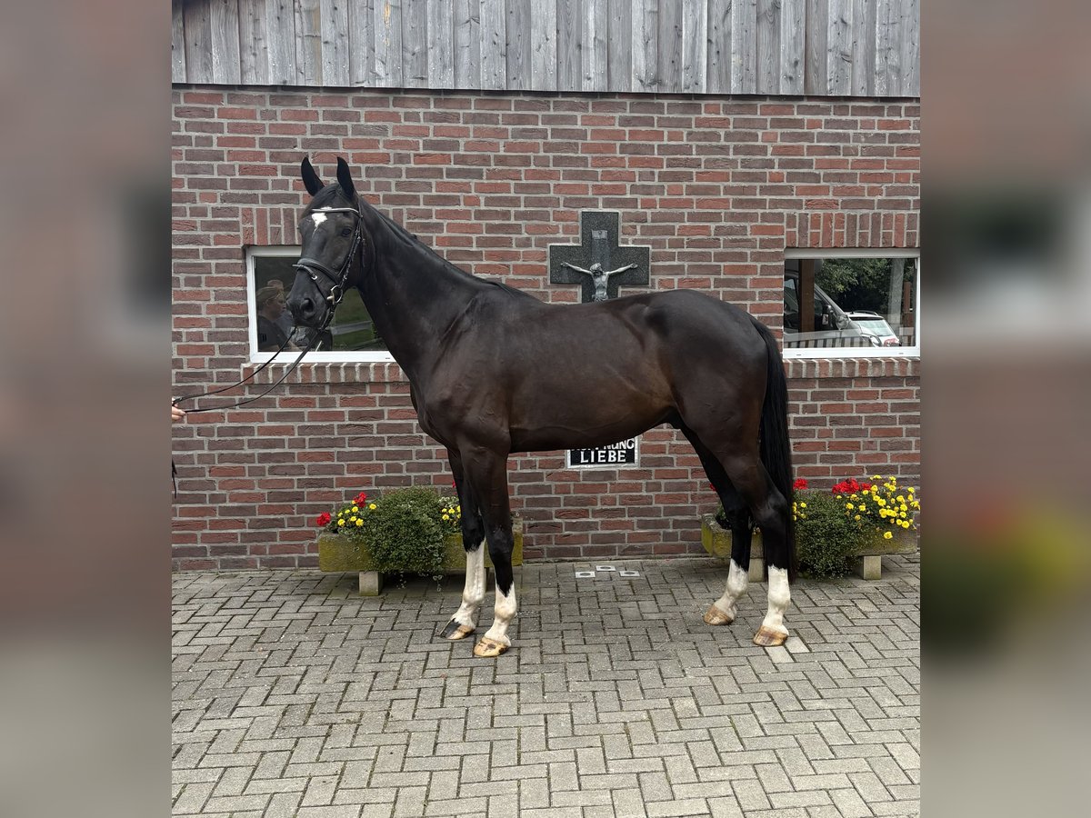 KWPN Ruin 5 Jaar 176 cm Zwartbruin in Bawinkel