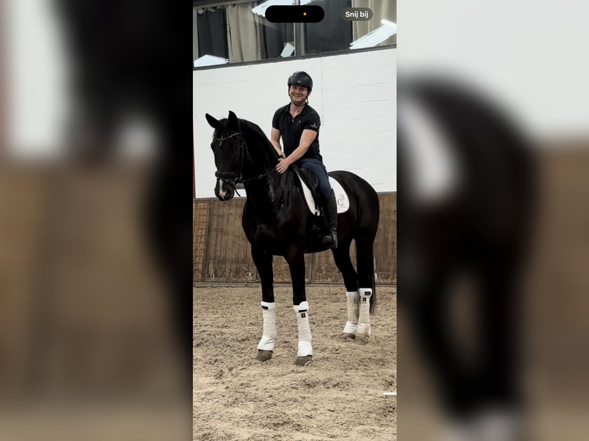 KWPN Ruin 5 Jaar 180 cm Zwart in Oosterhout