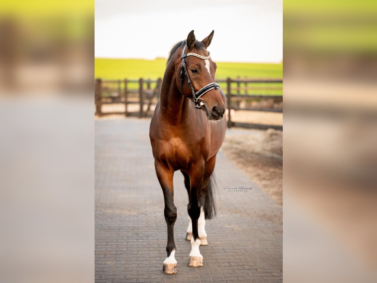 KWPN Ruin 6 Jaar 164 cm Donkerbruin in Hellendoorn