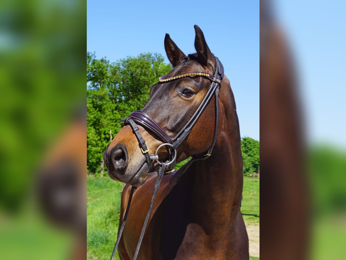 KWPN Ruin 6 Jaar 165 cm Bruin in Heinsberg