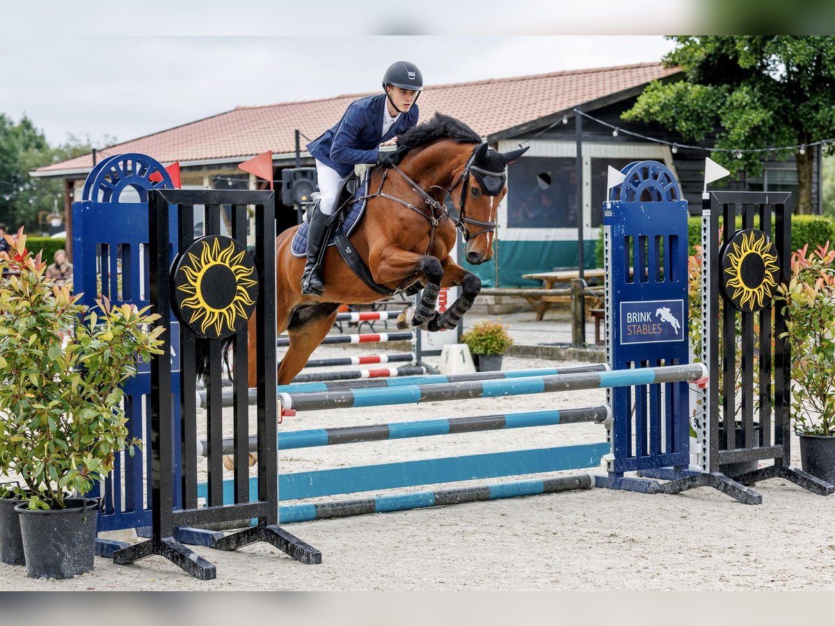 KWPN Ruin 6 Jaar 166 cm Bruin in Achterveld