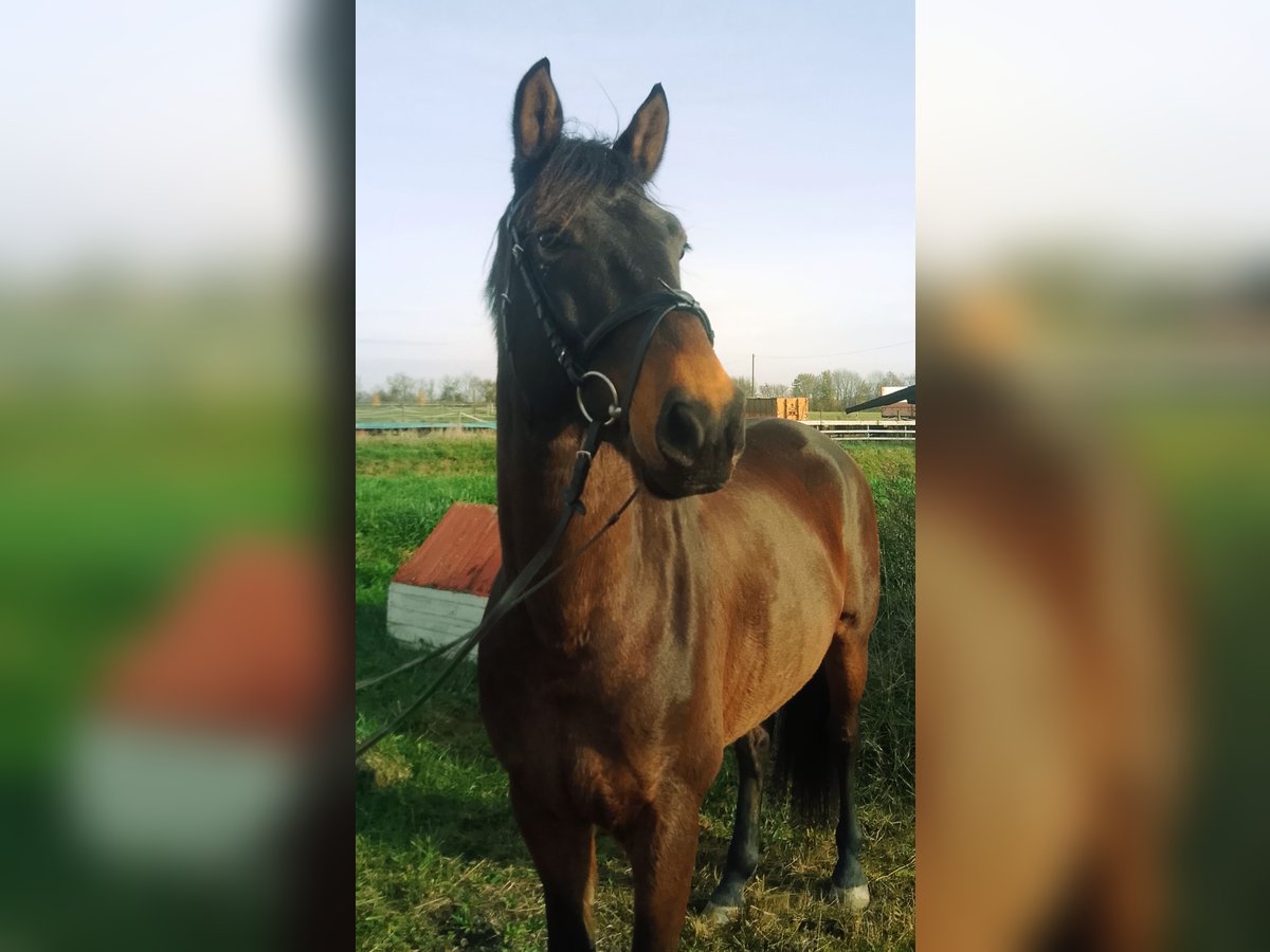 KWPN Ruin 6 Jaar 167 cm Bruin in Worms