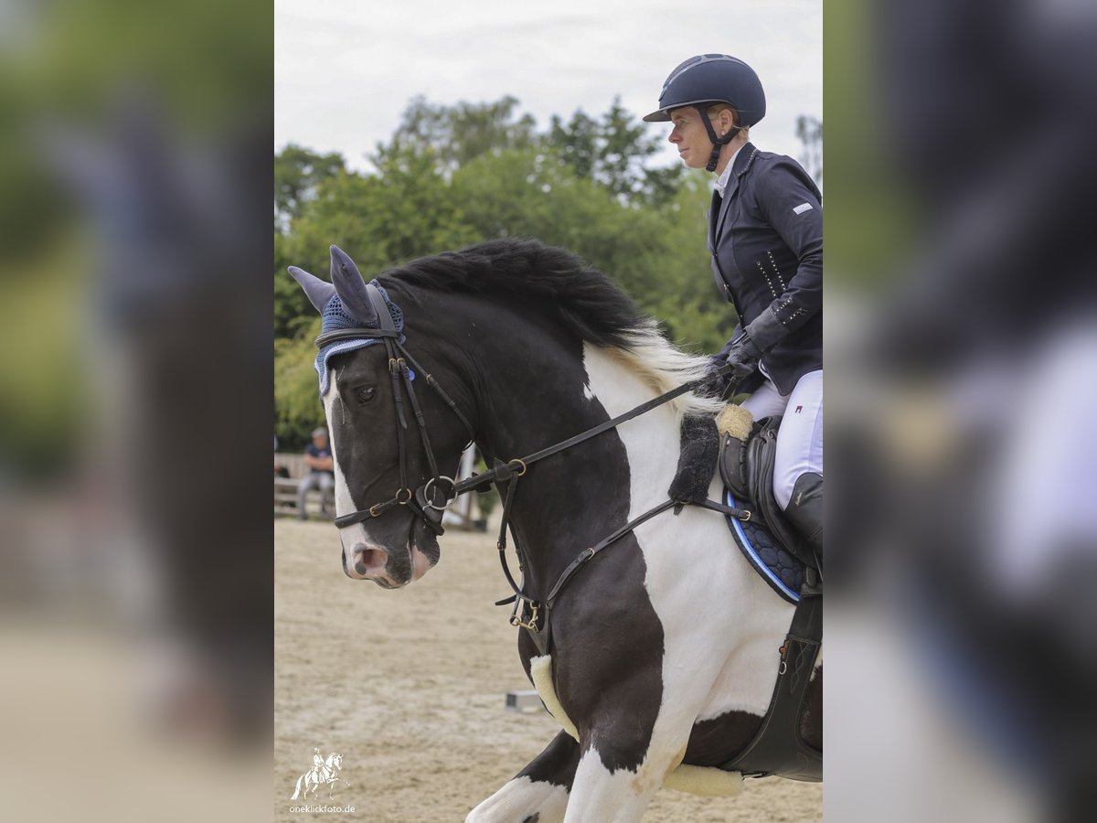 KWPN Ruin 6 Jaar 168 cm Gevlekt-paard in Loiching