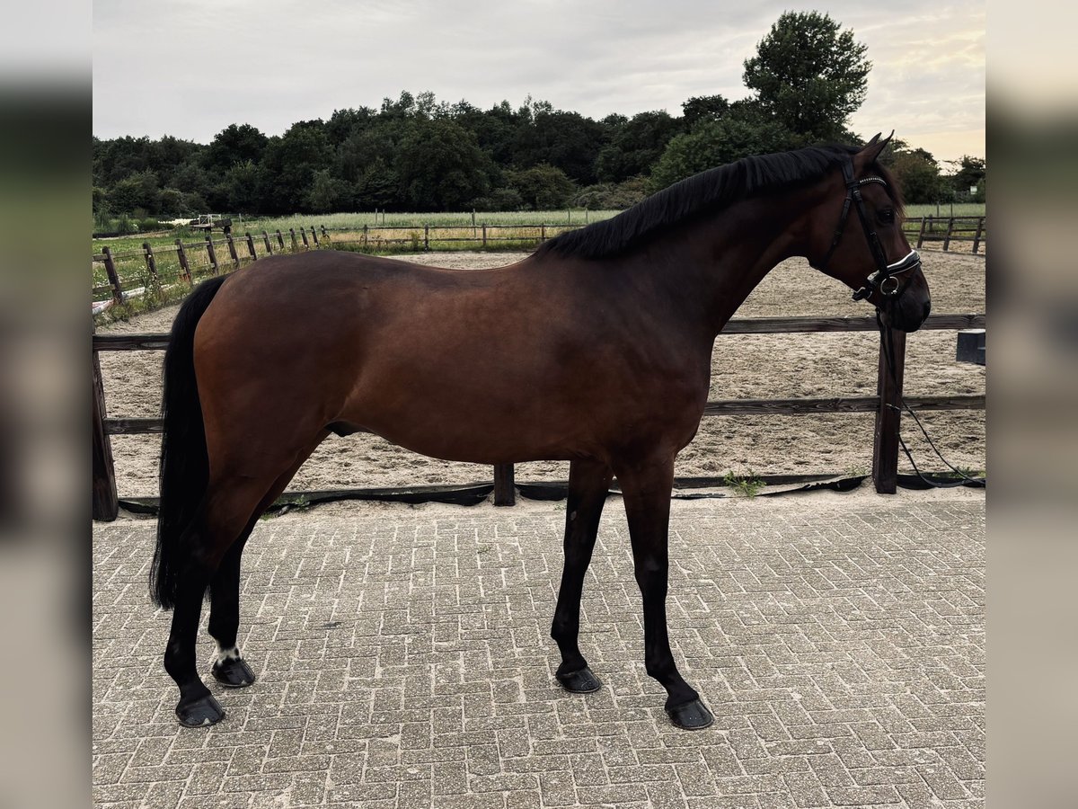 KWPN Ruin 6 Jaar 170 cm Bruin in Heemskerk