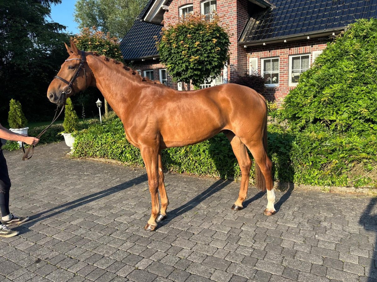 KWPN Ruin 6 Jaar 170 cm Vos in W&#xE4;chtersbach