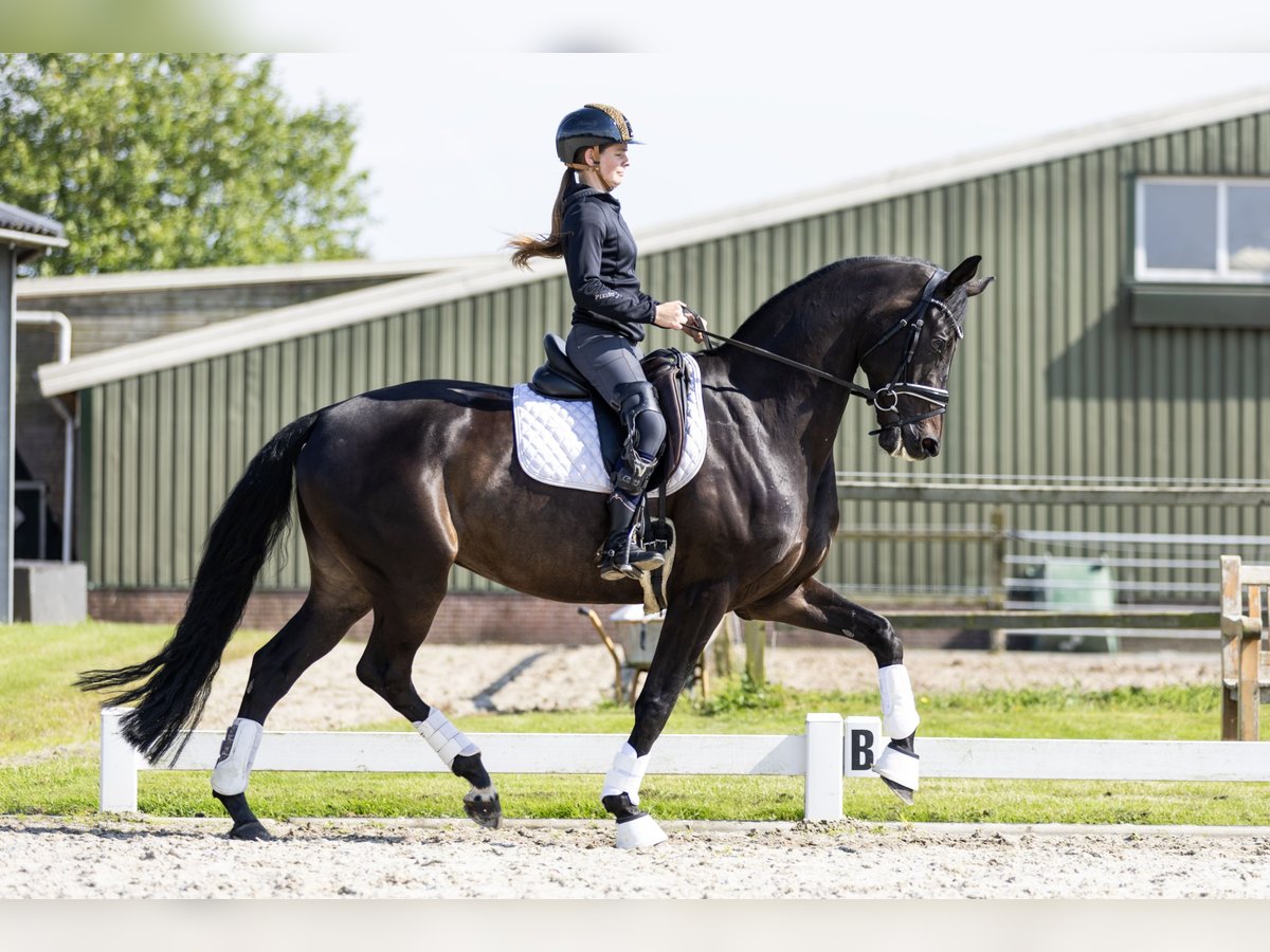 KWPN Ruin 6 Jaar 172 cm Donkerbruin in Vledderveen