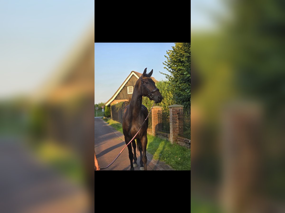 KWPN Ruin 6 Jaar 175 cm Bruin in Tubbergen