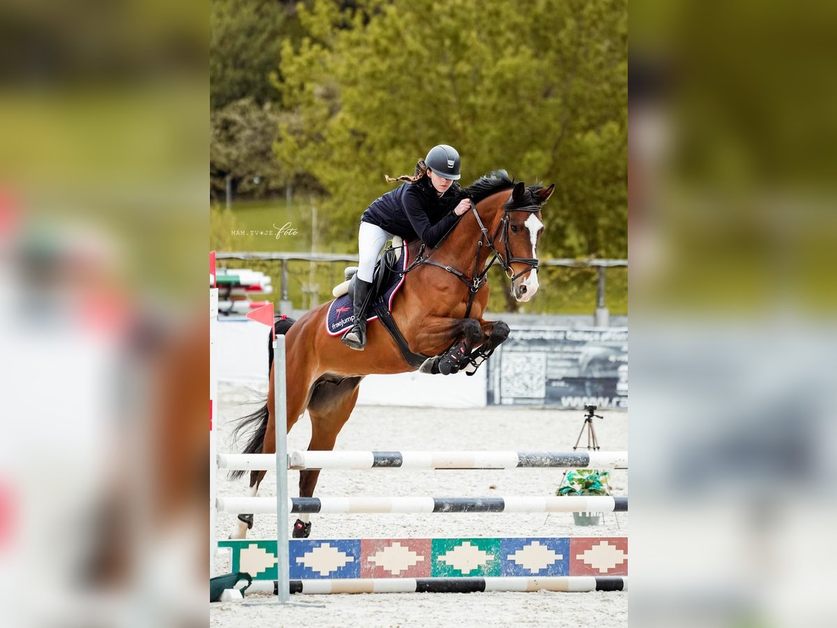 KWPN Ruin 7 Jaar 168 cm Bruin in GROTE-BROGEL
