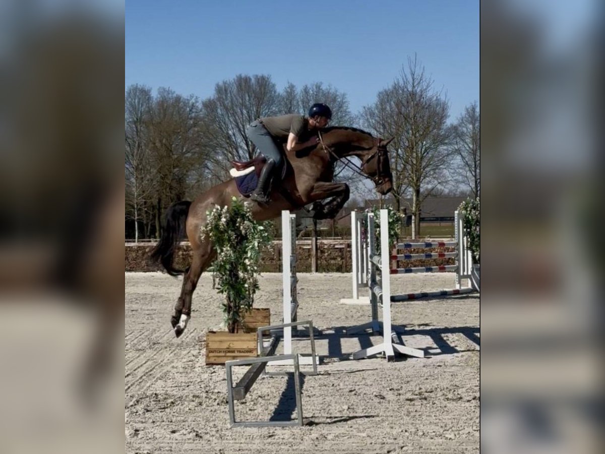 KWPN Ruin 7 Jaar 172 cm Donkerbruin in Dubai, Dubai