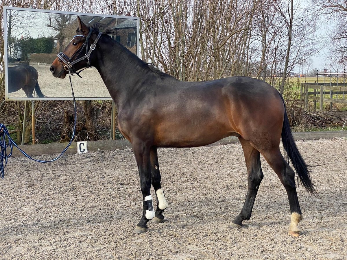 KWPN Ruin 7 Jaar 175 cm Donkerbruin in Woubrugge