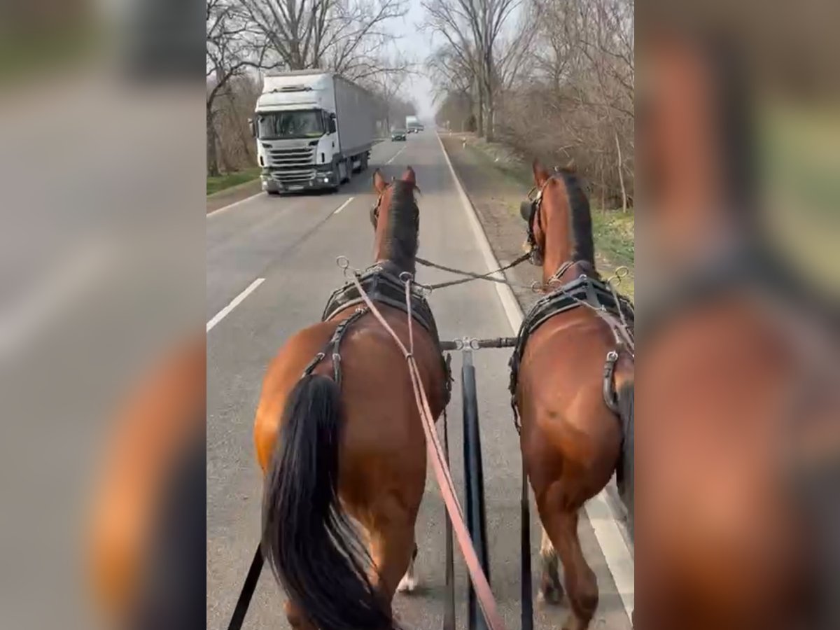 KWPN Mix Ruin 8 Jaar 164 cm Roodbruin in Jaszbereny