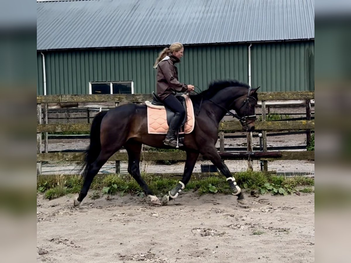 KWPN Ruin 8 Jaar 167 cm Donkerbruin in Barneveld