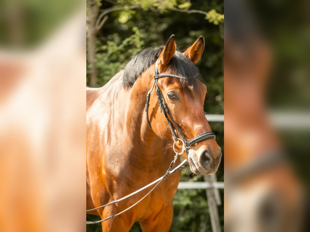 KWPN Ruin 8 Jaar 181 cm Bruin in Neuburg an der Donau