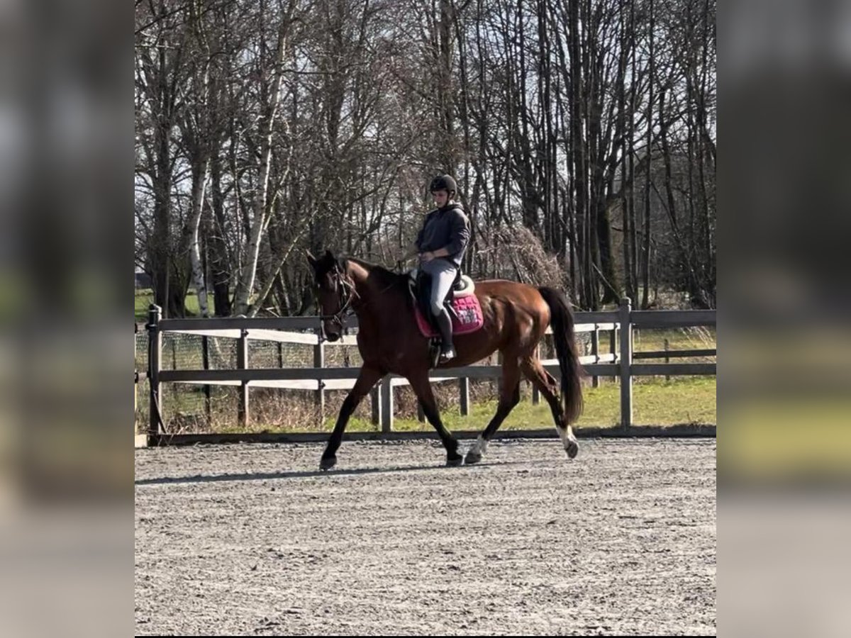 KWPN Ruin 9 Jaar 168 cm Donkerbruin in Daknam