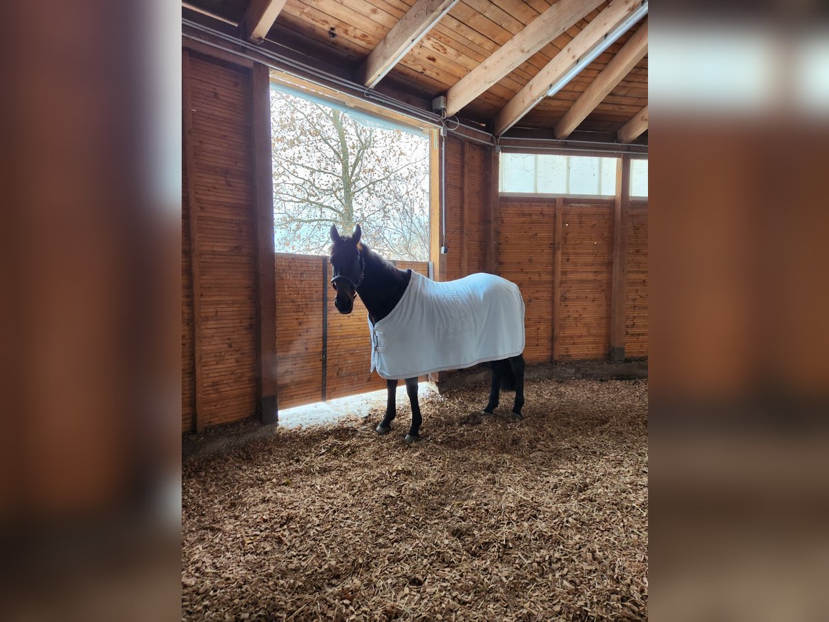 KWPN Ruin 9 Jaar 168 cm Donkerbruin in Gumpoldskirchen