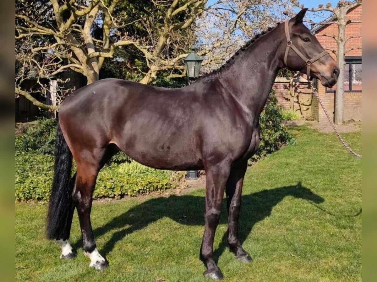 KWPN Ruin 9 Jaar 174 cm Bruin in Zelhem