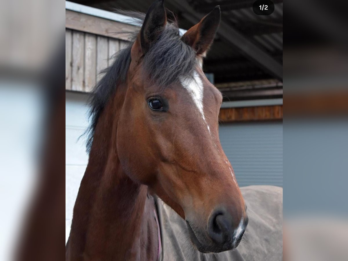 KWPN Ruin 9 Jaar 175 cm Bruin in Mettmann