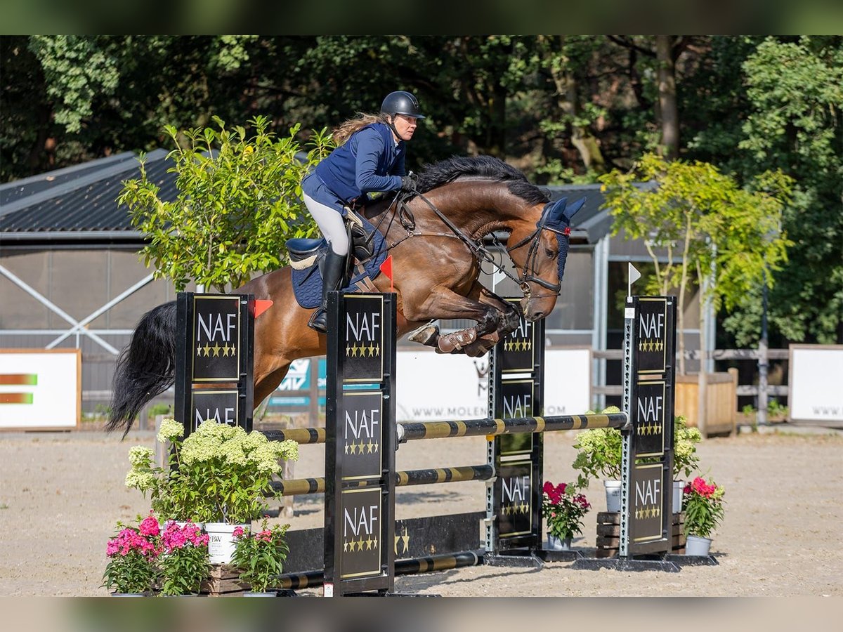 KWPN Ruin 9 Jaar 183 cm Bruin in Wouwse Plantage
