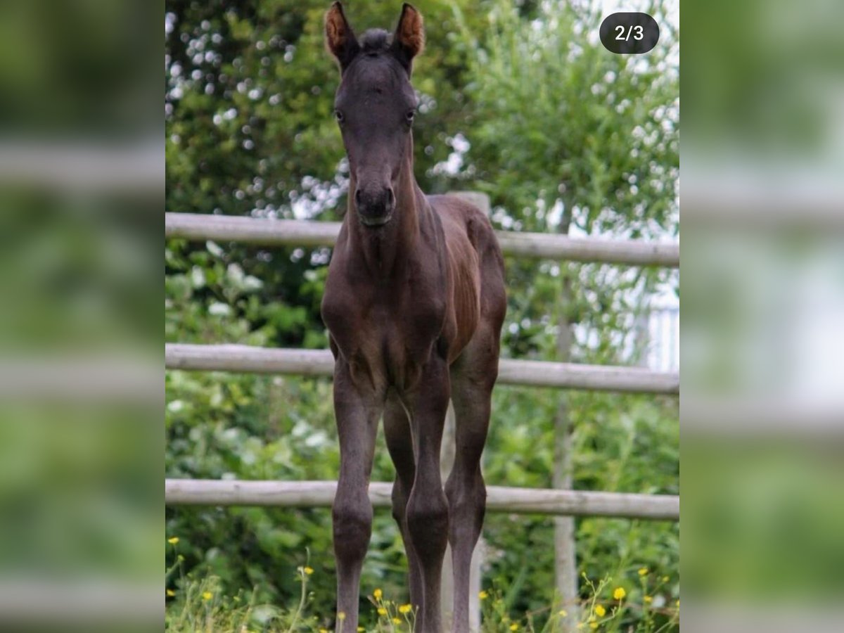 KWPN Semental 1 año 168 cm Negro in Rijnsburg