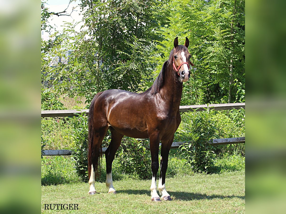 KWPN Semental 2 años 167 cm Alazán-tostado in KAMNIK