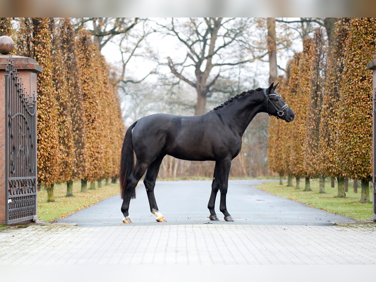 KWPN Semental 2 años 168 cm Negro in Steinfurt