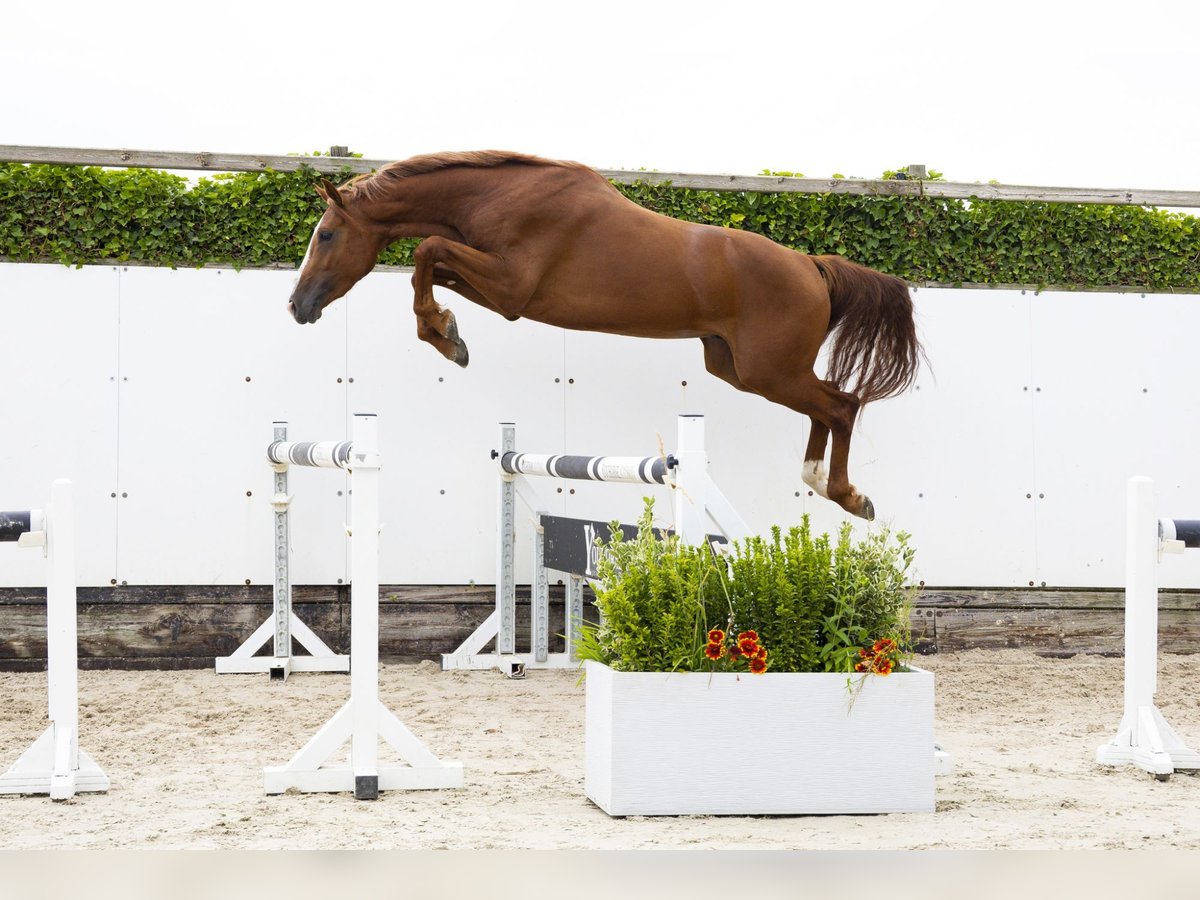 KWPN Semental 3 años 164 cm Alazán in Waddinxveen
