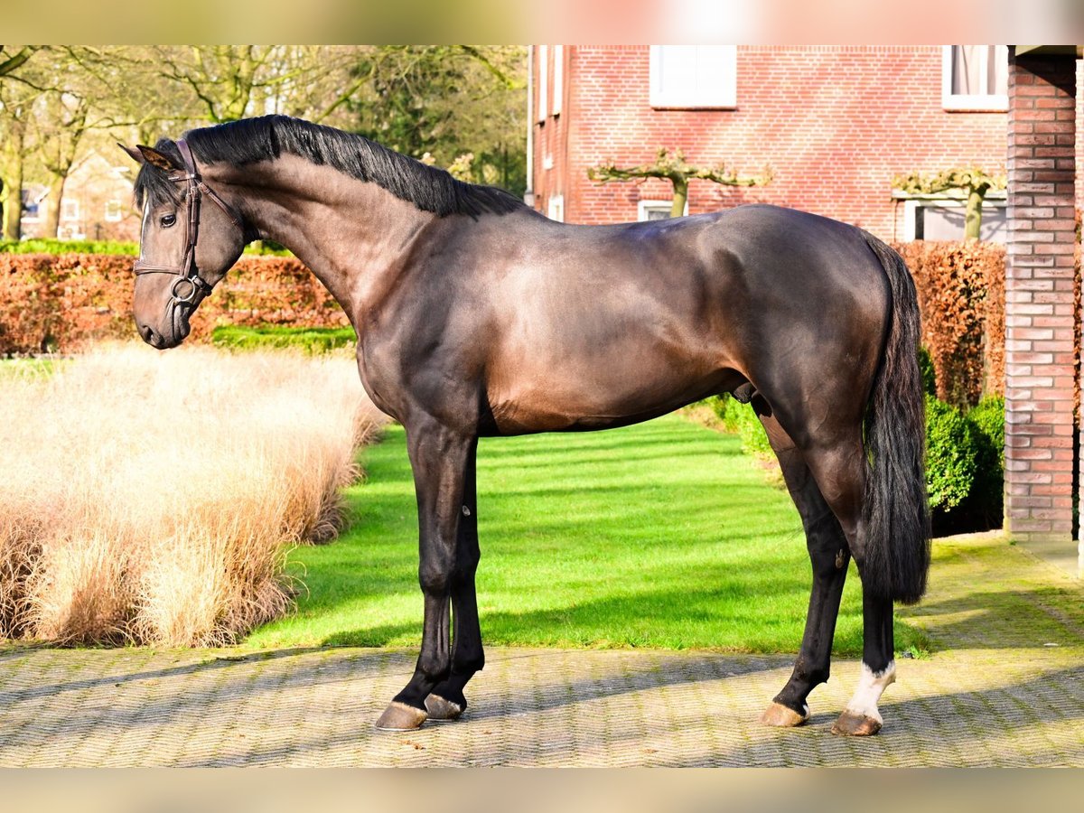 KWPN Semental 3 años 165 cm Castaño oscuro in Bladel