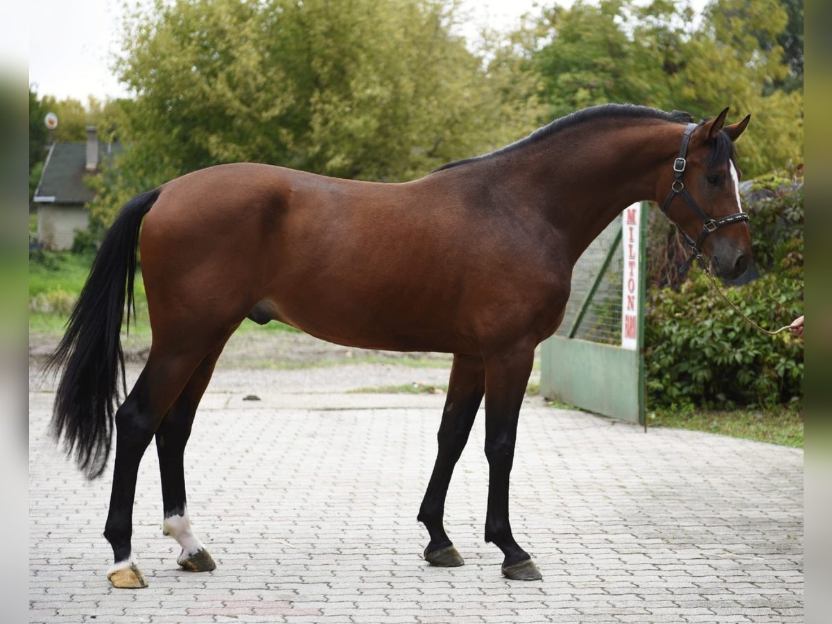 KWPN Semental 3 años 170 cm Castaño in Murska Soboda