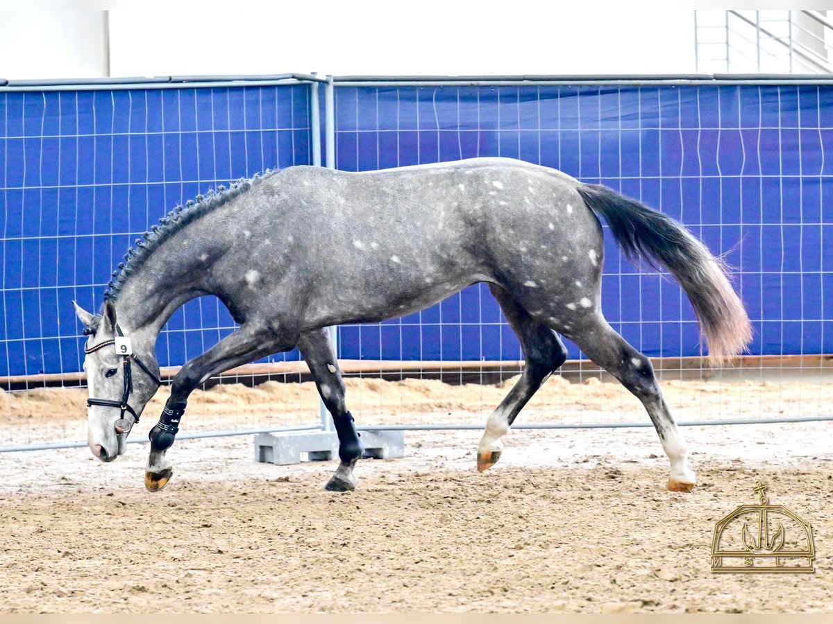 KWPN Semental 3 años 172 cm Tordo in Bekescsaba
