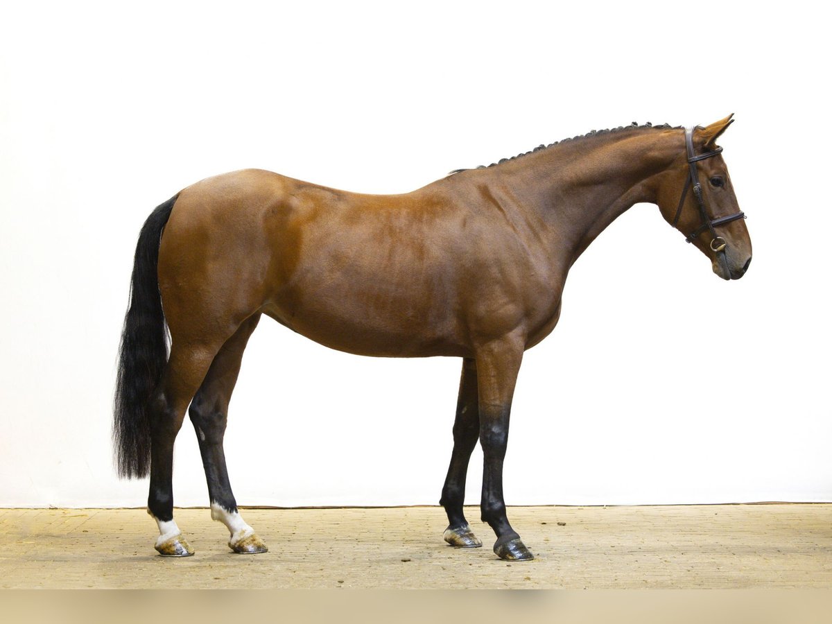 KWPN Semental 4 años 163 cm Castaño in Waddinxveen KWPN Semental 4 años 163 cm Castaño in Waddinxveen